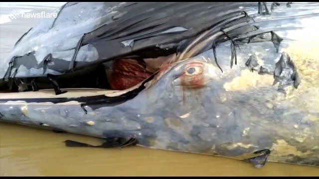 Carcass of 36-ft whale washes up on West Bengal beach