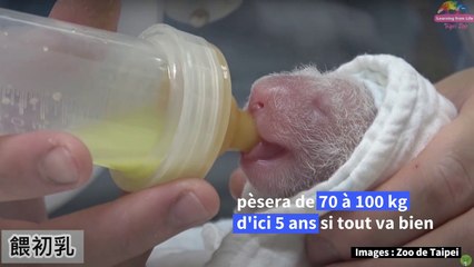 Taïwan: un panda offert par la Chine donne naissance à un deuxième petit