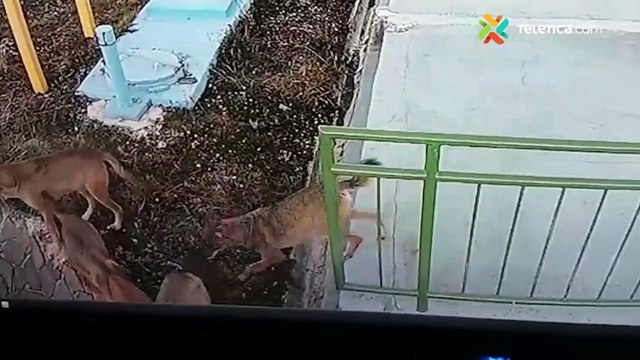 Manada de coyotes en el Parque Nacional Volcán Irazú - 290620