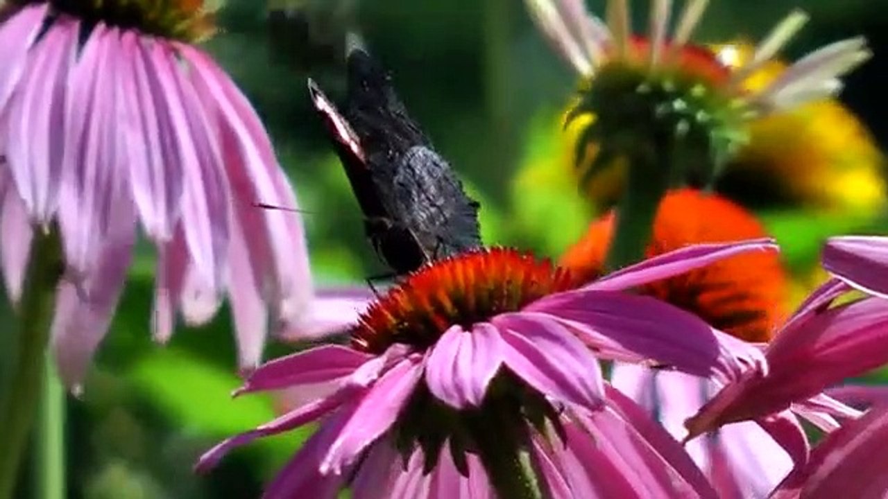 Music of nature.  Flowering.  Very nice video.