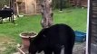 Black Bear and Cubs Play Around in Back Yard