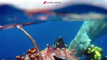 Rescatan a un cachalote atrapado en redes de pesca ilegal