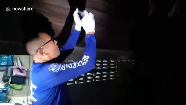 Python caught in roof beams after eating three pet cats