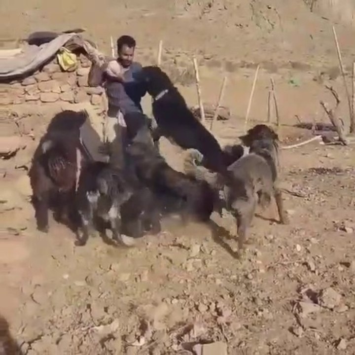 iRAN SARABi COBAN KOPEKLERi - PERSiAN SARABi SHEPHERD DOGS