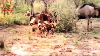 Best  wild dog vs buffalo || amazing wild animal attack ||