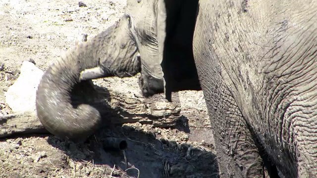 Curious elephant removes branch to discover water pipe in Kruger National Park