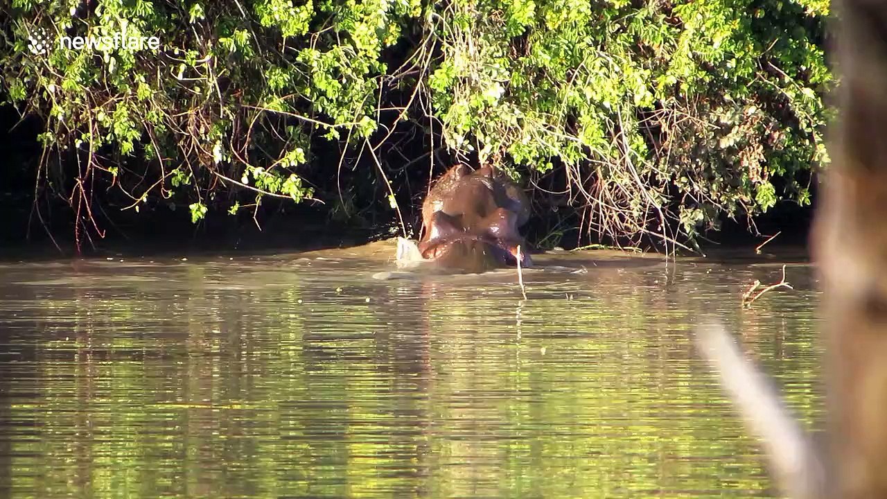 Father and son hippos play fight in the water at South African national park