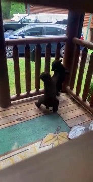 Elle trouve 2 oursons en train de jouer sur sa terrasse. Moment magique