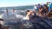 Des touristes essaient de sauver un requin piégé dans un filet