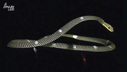 Researchers Reveal How Flying Snakes Glide Through the Air
