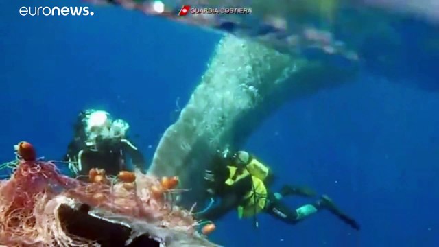 Спасение кита