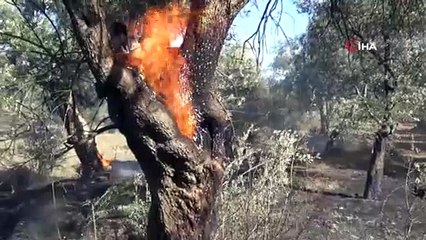 Zeytin ağaçları alevlere teslim oldu