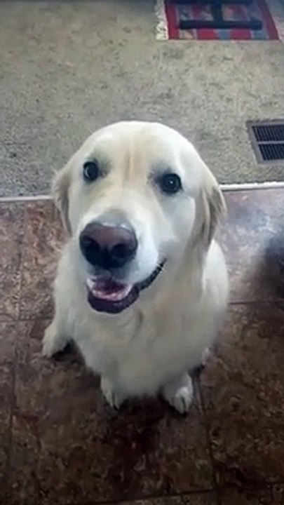 Ce chien demande pardon à un autre pour avoir mangé le gateau !