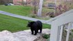 4 énormes ours se baladent dans votre jardin !