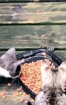 Regardez comment ces chatons se font voler leurs croquettes !
