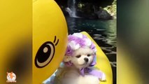 Mini Pomeranian - Funny and Cute Pomeranian Videos - CuteVN