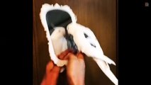 Cute Parrots Doing Funny Things #3 -  Cutest Parrots In The World 2018