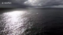 Drone footage captures whales breaching off the Sydney coast
