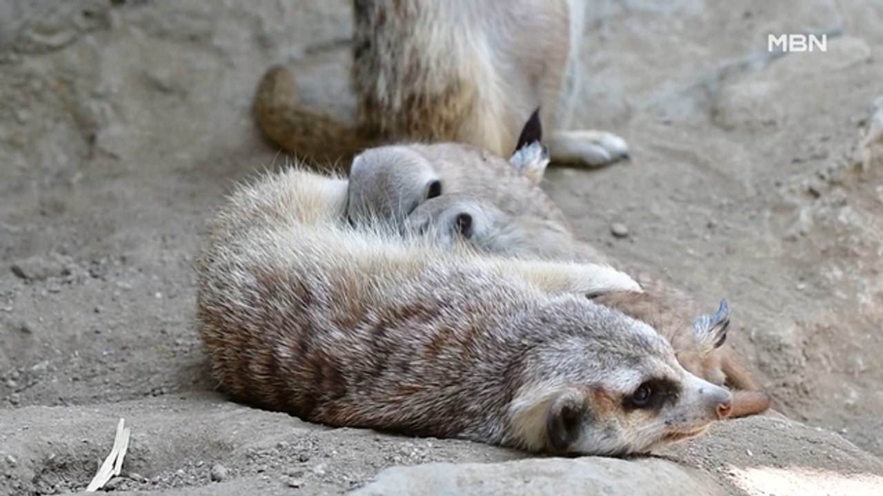 [굿모닝월드] 귀여운 애 옆에 귀여운 애
