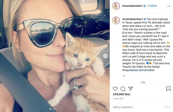 Pussy rescue: Miranda Lambert adopts abandoned kitten