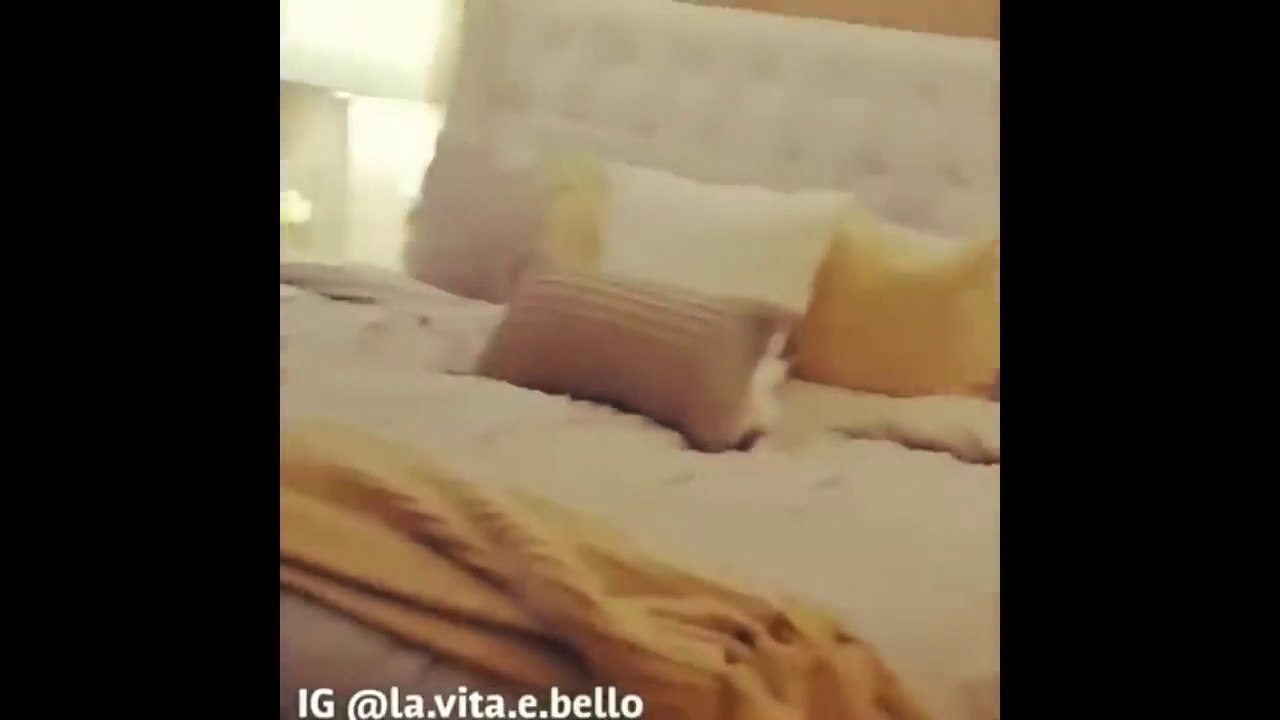 Lindos loros haciendo cosas divertidas