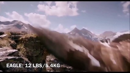 5_Best_Eagle&Falcon_Attack_to_Prey___FALCON_vs_EAGLE(720p)