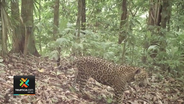 tn7-avistamiento-jaguares-pumas-cuarentena-290620