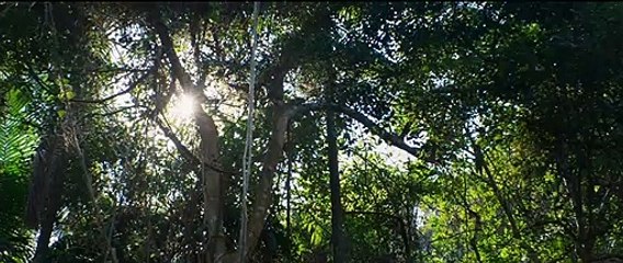 Black Water: Abyss - Trailer