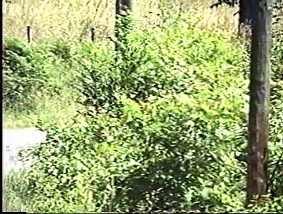 Rallye de BUSSET 1994-2