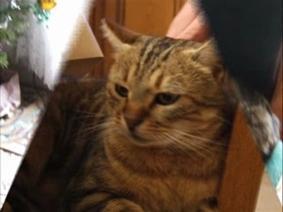 Mon cochon d'Inde et mon chat...