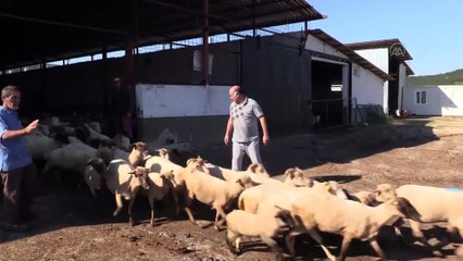 Mali müşavirin çiftliğinde İngiliz ırkı ve yerli cins koyunlarla "ette yüksek verim" - BİLECİK