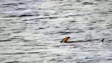 Incredible video shows swordfish swimming off Portobello coast