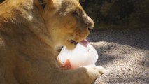 Bioparc Valencia da helados a los animales para combatir el calor