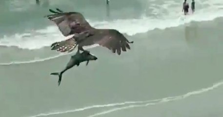 Descargar video: Est-ce que cet oiseau vient d'attraper un requin ? Une scène surréaliste sur une plage a laissé les badauds stupéfaits