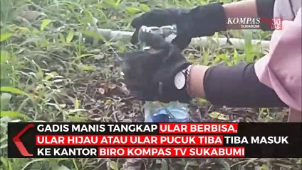 Gadis Manis tangkap Ular Berbisa