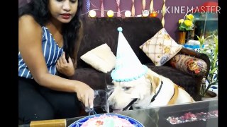 Heaven celebrated his barkday-birthday with his family & his friends _ 31st May 2020