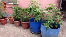 Maracalagonis (CA) - Coltivazione e spaccio di marijuana: 2 arresti (03.07.20)