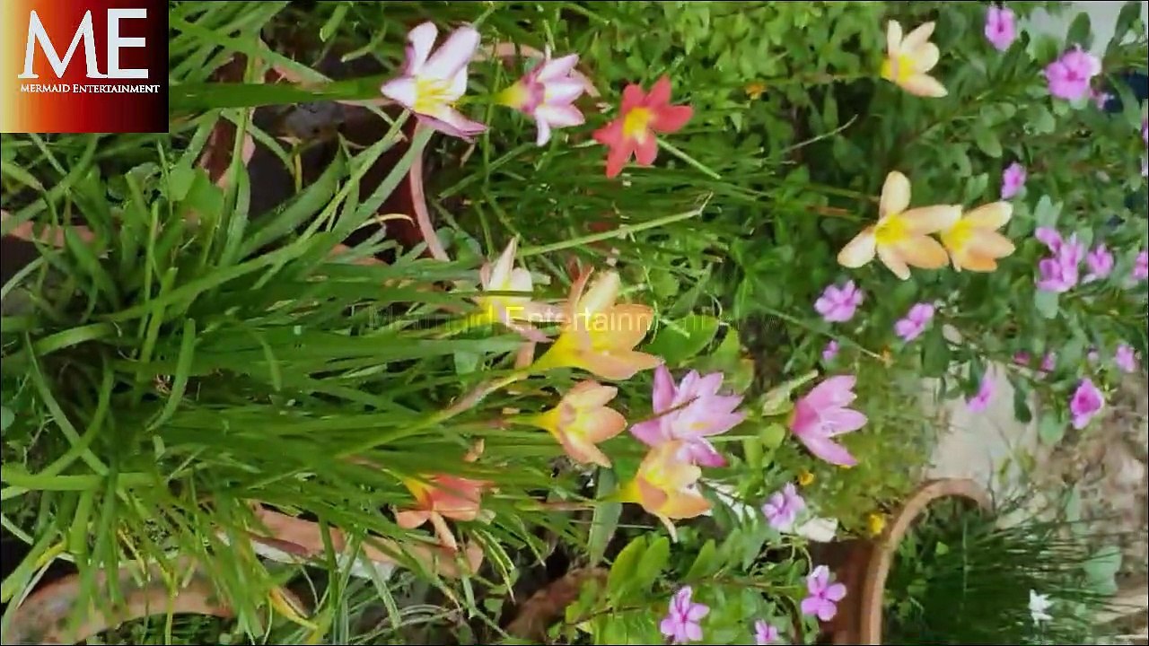 Fools Garden , Lemon Tree - Fools Garden, Soil cross section, plant, flower, tree, garden