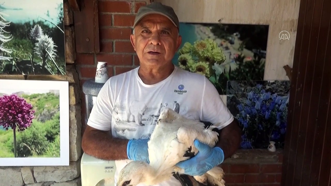 Ayağı kopan leylek yavrusu tedavi altına alındı - AYDIN