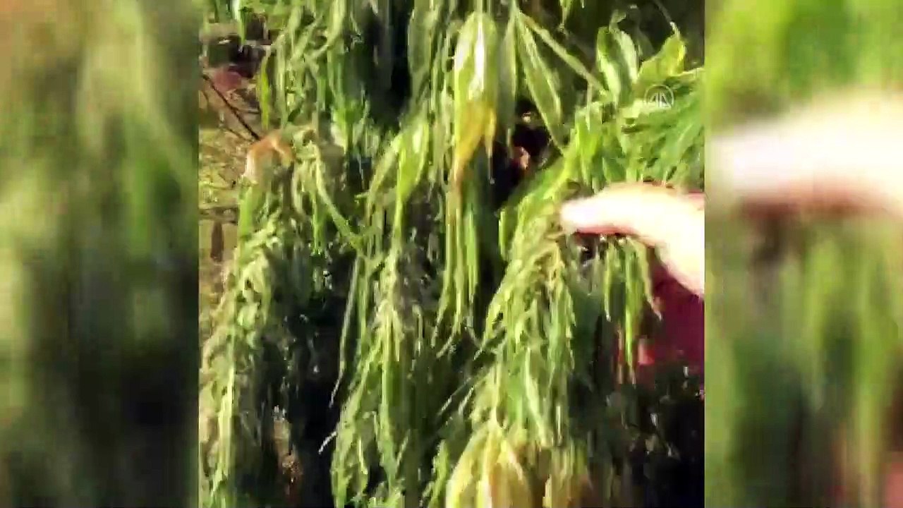 Uyuşturucu operasyonunda iki şüpheli yakalandı - HATAY