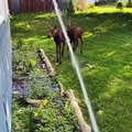 Water Makes Curious Moose Do Zoomies