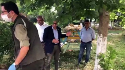 Annelerinin terk ettiği yuvadan düşen leylekler korumaya alındı - EDİRNE