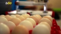 Large Eggs vs. Jumbo Eggs, What’s the Difference and Does It Matter?