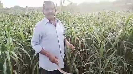 लॉकडाउन में जर्मन भाषा बोलने वाले गाइड सुन्दर सिंह ने खेत में उगाया पशुओं के लिए चारा