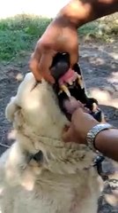 ALABAY COBAN KOPEGiNDE KURT DiSLERi - ALABAi SHEPHERD DOG WOLF THEETH