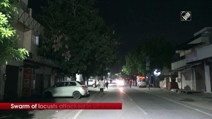 Swarm of locusts attacks UP’s Agra