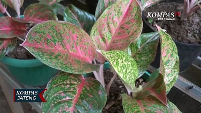Mengenal Aglonema, Tanaman Hias Daun yang Eksotis