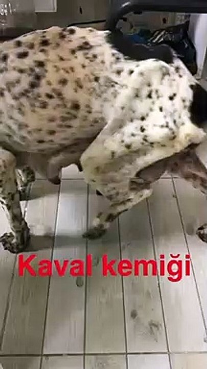 Pointer av köpeği kırık kemik tedavisi.
