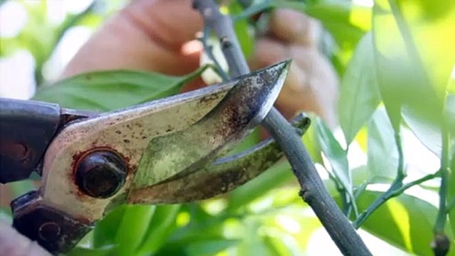 IP Tree Services & Landscaping LLC