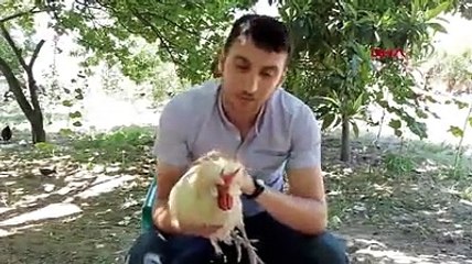 Boynuzlu horoz görenleri şaşırtıyor